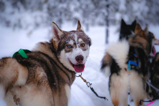 Das richtige Hundegeschirr: Ein wichtiger Faktor für den Hundekomfort
