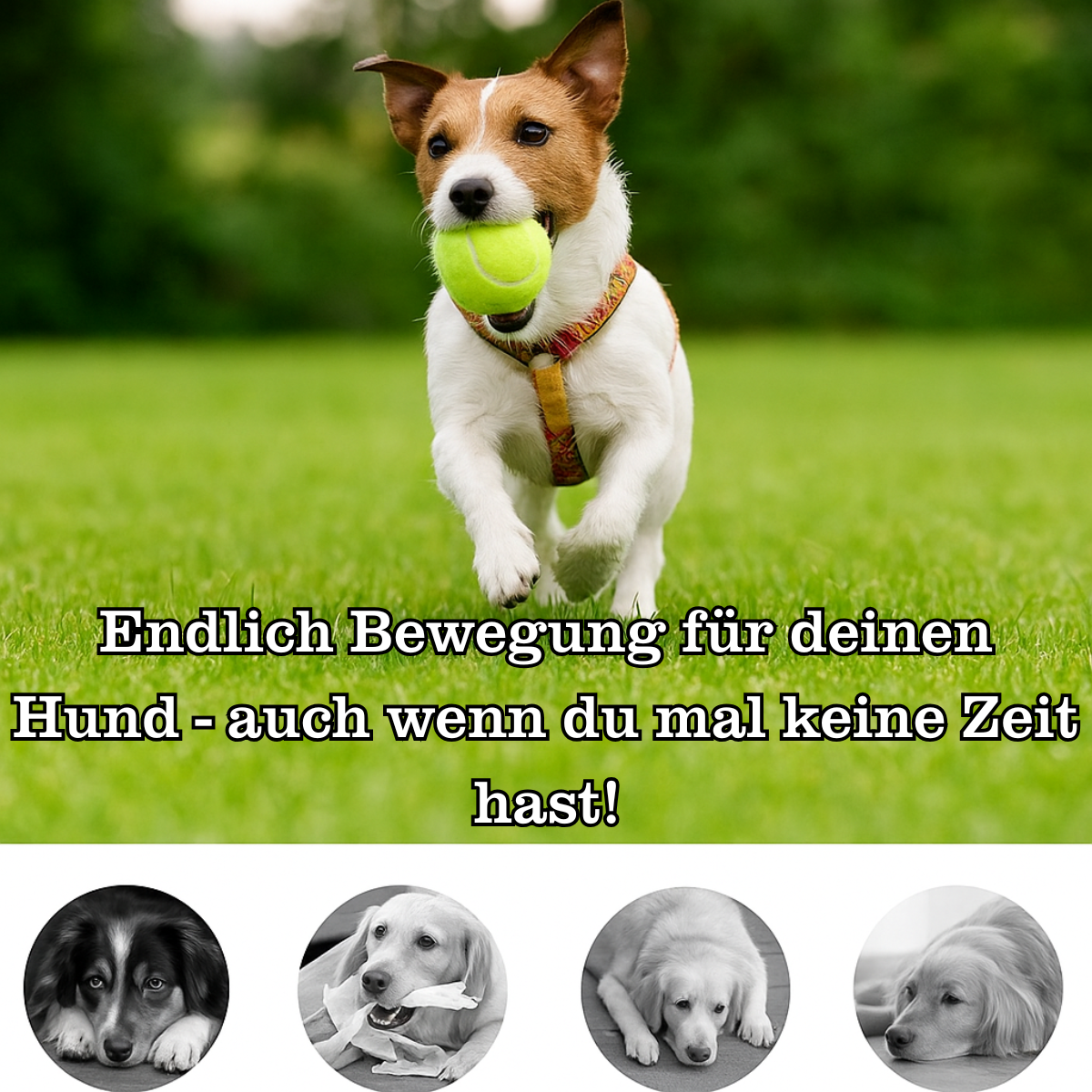 BallBuddy